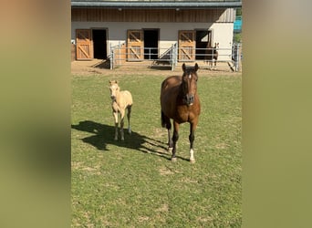 American Quarter Horse, Klacz, 18 lat, 150 cm, Gniada
