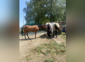 American Quarter Horse, Klacz, 18 lat, 150 cm, Gniada