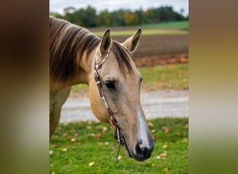 American Quarter Horse, Klacz, 18 lat, 155 cm, Bułana