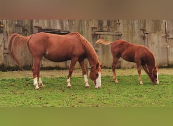 American Quarter Horse, Klacz, 18 lat, 155 cm, Kasztanowata