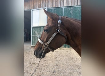 American Quarter Horse, Klacz, 18 lat, Cisawa