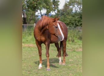 American Quarter Horse, Klacz, 19 lat, 150 cm, Kasztanowata