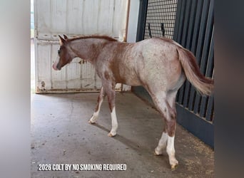 American Quarter Horse, Klacz, 19 lat, 152 cm, Izabelowata