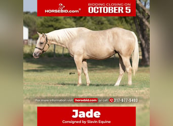 American Quarter Horse, Klacz, 19 lat, 152 cm, Izabelowata