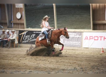American Quarter Horse, Klacz, 19 lat, 155 cm, Gniada