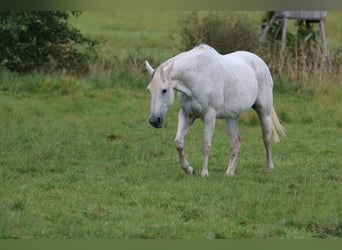 American Quarter Horse, Klacz, 19 lat, 155 cm, Siwa jabłkowita