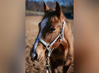 American Quarter Horse, Klacz, 1 Rok, 122 cm, Kasztanowata