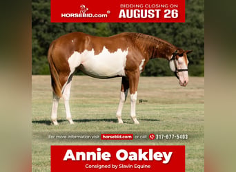 American Quarter Horse Mix, Klacz, 1 Rok, 140 cm, Cisawa