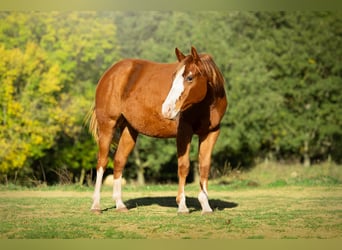 American Quarter Horse, Klacz, 1 Rok, 142 cm, Ciemnokasztanowata