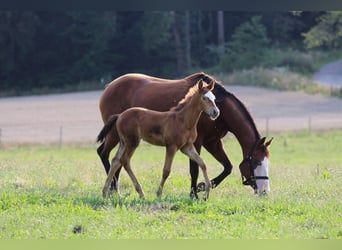 American Quarter Horse, Klacz, 1 Rok, 143 cm, Szampańska