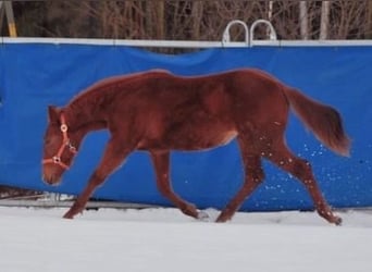 American Quarter Horse, Klacz, 1 Rok, 144 cm, Kasztanowata