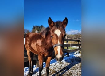 American Quarter Horse, Klacz, 1 Rok, 145 cm, Gniada
