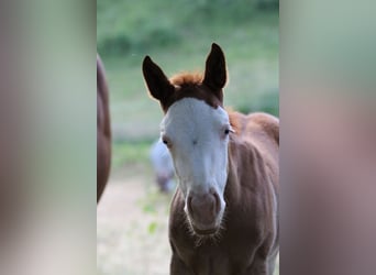 American Quarter Horse, Klacz, 1 Rok, 145 cm, Kasztanowata