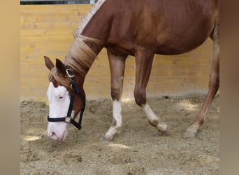 American Quarter Horse, Klacz, 1 Rok, 146 cm, Kasztanowata