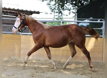 American Quarter Horse, Klacz, 1 Rok, 146 cm, Kasztanowata