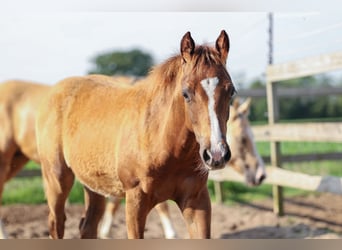 American Quarter Horse, Klacz, 1 Rok, 147 cm, Ciemnokasztanowata