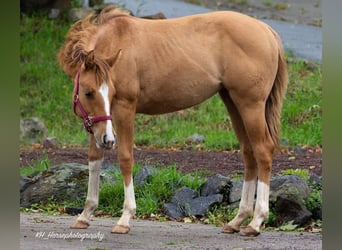 American Quarter Horse, Klacz, 1 Rok, 148 cm, Bułana