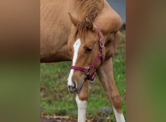 American Quarter Horse, Klacz, 1 Rok, 148 cm, Bułana