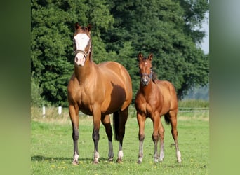 American Quarter Horse, Klacz, 1 Rok, 148 cm, Gniada