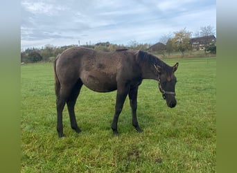 American Quarter Horse, Klacz, 1 Rok, 148 cm, Grullo