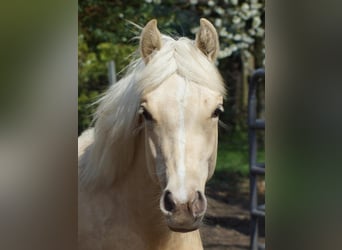American Quarter Horse, Klacz, 1 Rok, 148 cm, Izabelowata