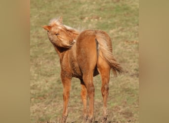 American Quarter Horse, Klacz, 1 Rok, 148 cm, Izabelowata