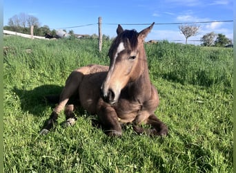 American Quarter Horse, Klacz, 1 Rok, 148 cm, Jelenia