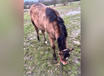American Quarter Horse, Klacz, 1 Rok, 148 cm, Jelenia