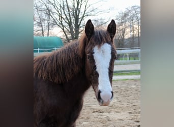 American Quarter Horse, Klacz, 1 Rok, 148 cm, Kara