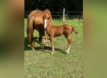 American Quarter Horse, Klacz, 1 Rok, 148 cm, Kasztanowata