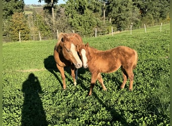 American Quarter Horse, Klacz, 1 Rok, 148 cm, Kasztanowata