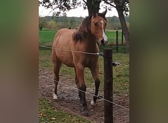 American Quarter Horse, Klacz, 1 Rok, 149 cm, Bułana