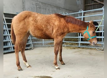 American Quarter Horse, Klacz, 1 Rok, 150 cm, Bułana