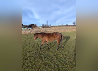 American Quarter Horse, Klacz, 1 Rok, 150 cm, Bułana
