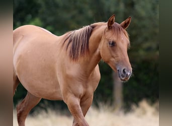 American Quarter Horse, Klacz, 1 Rok, 150 cm, Bułana