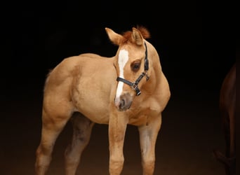 American Quarter Horse, Klacz, 1 Rok, 150 cm, Bułana