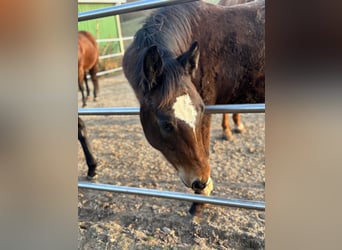 American Quarter Horse, Klacz, 1 Rok, 150 cm, Ciemnogniada