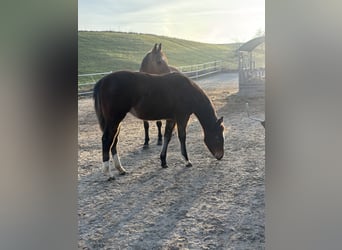 American Quarter Horse, Klacz, 1 Rok, 150 cm, Ciemnogniada