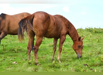 American Quarter Horse, Klacz, 1 Rok, 150 cm, Ciemnokasztanowata