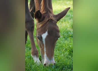 American Quarter Horse, Klacz, 1 Rok, 150 cm, Ciemnokasztanowata