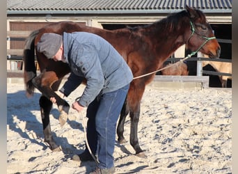 American Quarter Horse, Klacz, 1 Rok, 150 cm, Gniada