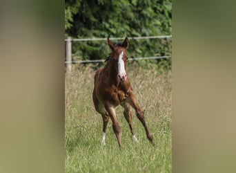 American Quarter Horse, Klacz, 1 Rok, 150 cm, Gniada