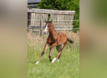 American Quarter Horse, Klacz, 1 Rok, 150 cm, Gniada
