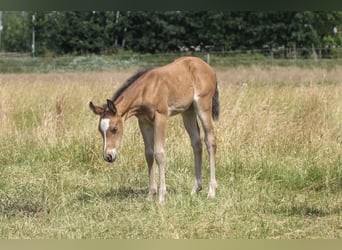 American Quarter Horse, Klacz, 1 Rok, 150 cm, Gniada