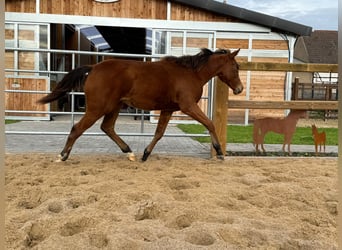 American Quarter Horse, Klacz, 1 Rok, 150 cm, Gniada