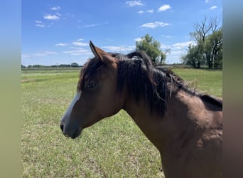 American Quarter Horse, Klacz, 1 Rok, 150 cm, Gniada