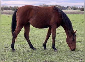 American Quarter Horse, Klacz, 1 Rok, 150 cm, Gniada