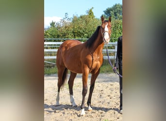 American Quarter Horse, Klacz, 1 Rok, 150 cm, Gniada