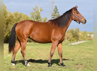 American Quarter Horse, Klacz, 1 Rok, 150 cm, Gniada