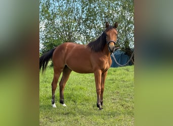 American Quarter Horse, Klacz, 1 Rok, 150 cm, Gniada